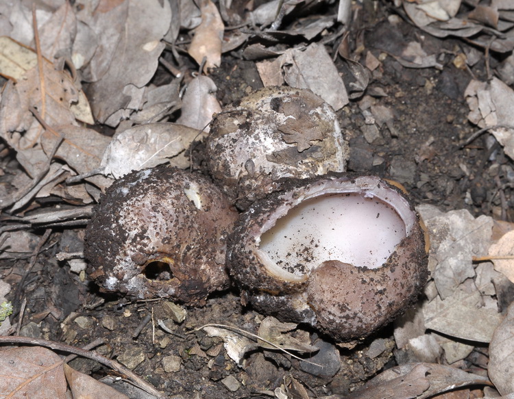 Sarcosphaera coronaria